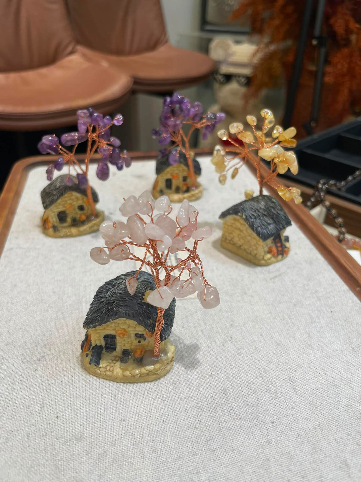 【贈品】發財樹